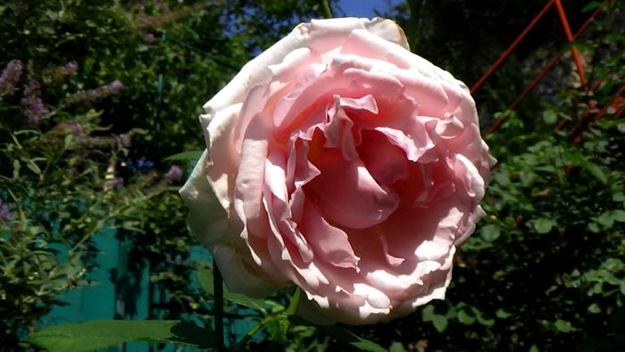 15 AUGUST (13) - AZI IN GRADINA