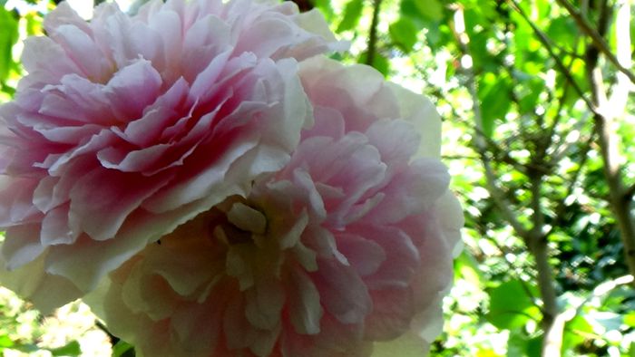 15 AUGUST (26) - AZI IN GRADINA