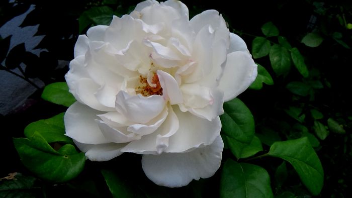 15 AUGUST (40)