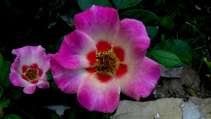 15 AUGUST (42)