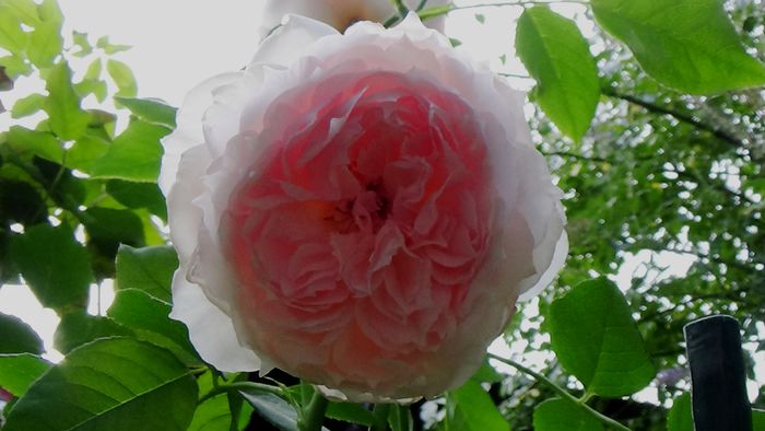 15 AUGUST (43)