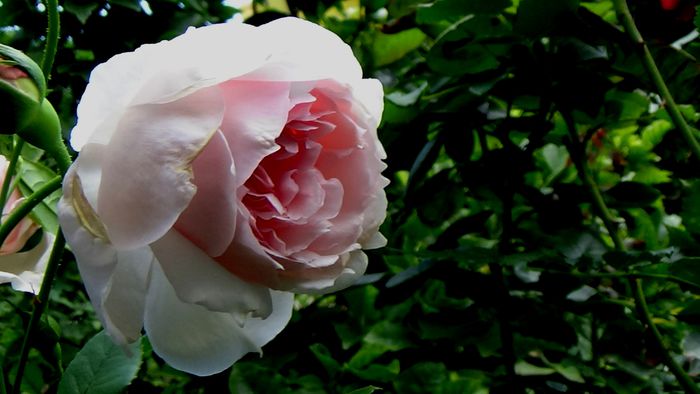 15 AUGUST (45)