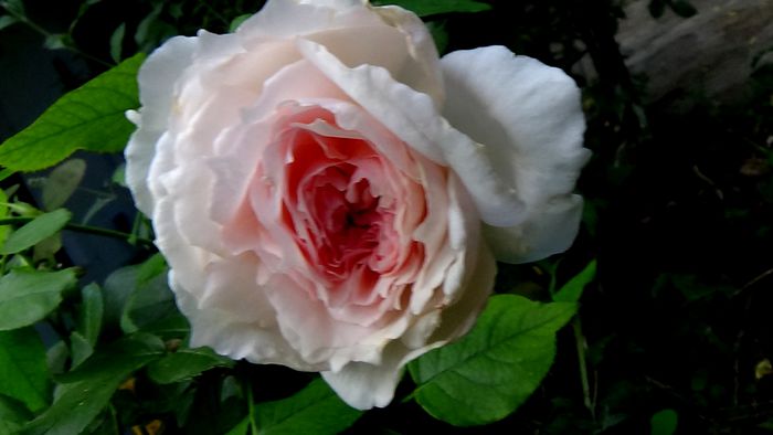15 AUGUST (49)