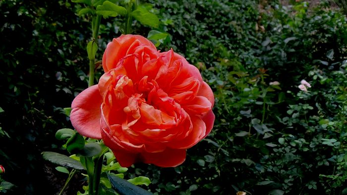 15 AUGUST (54)