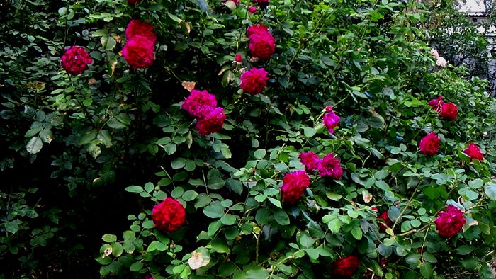 15 AUGUST (56)