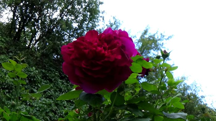 15 AUGUST (69)