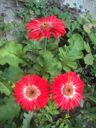 DSC04345