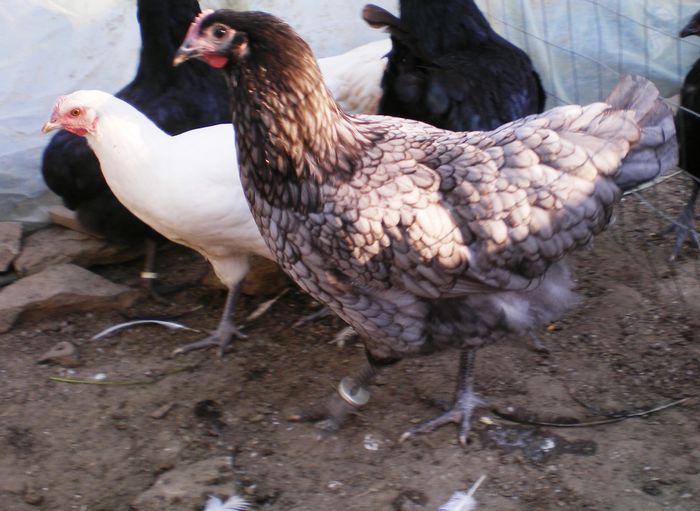 IMGP0325 - Australorp Albastru