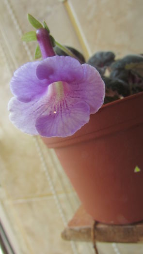 SRGs Dream Purple