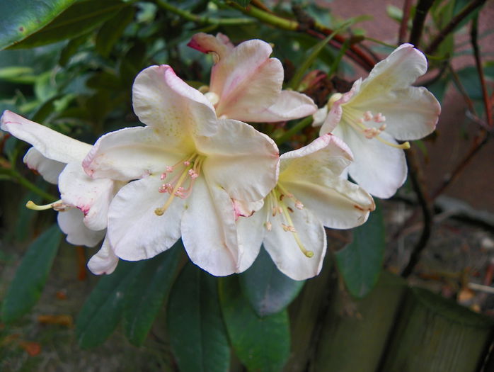 rhododendron Percy Wiseman - Copacei si arbusti 2015