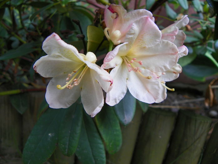 rhododendron Percy Wiseman - Copacei si arbusti 2015
