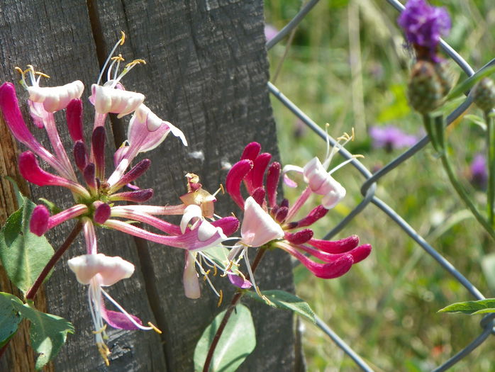 lonicera belgica? - z-Dobarland 2015
