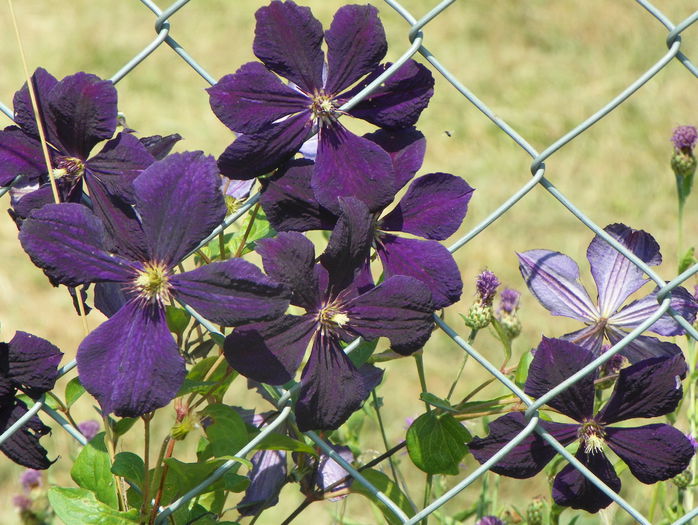 Negritjanka - z-Dobarland 2015