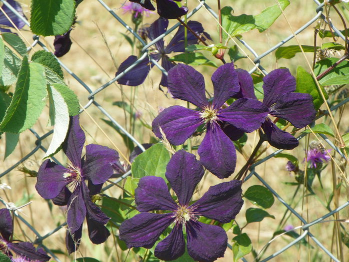 Negritjanka - z-Dobarland 2015