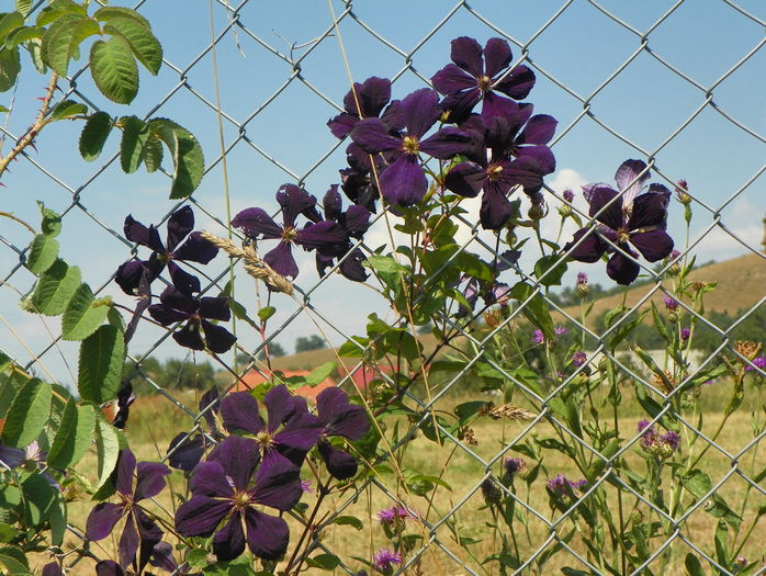 Negritjanka - z-Dobarland 2015