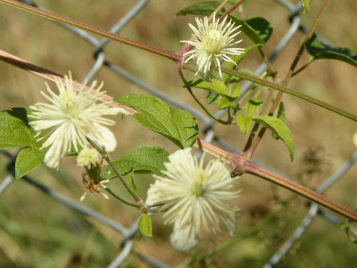 Summer Snow - z-Dobarland 2015