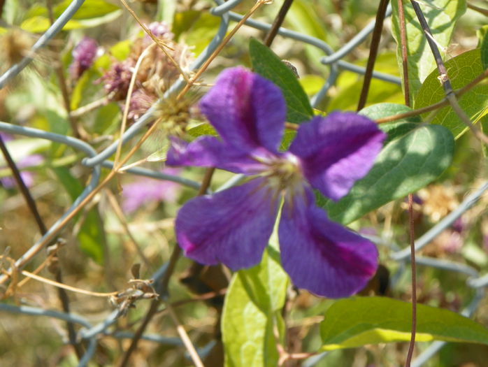 Solina - z-Dobarland 2015