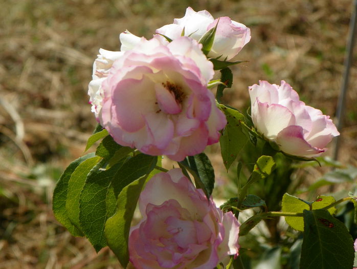 Bordure Rose