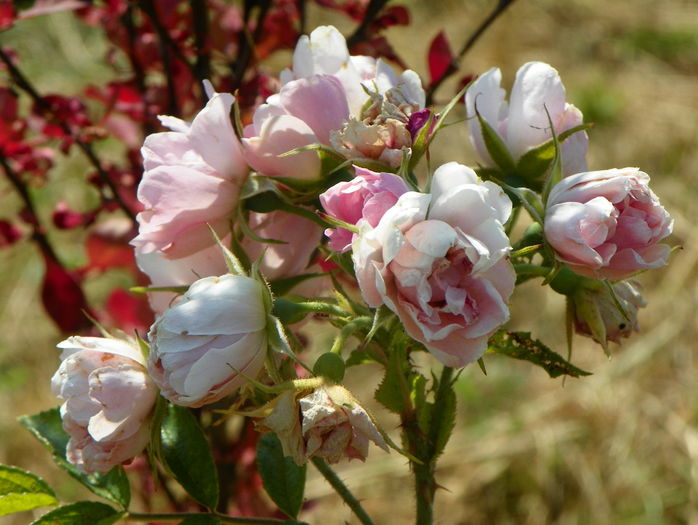 Pink Grootendorst - Trandafiri 2015 2