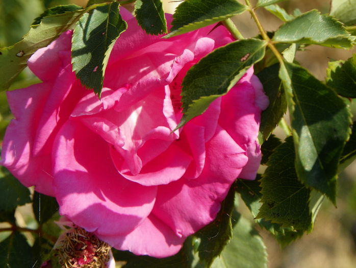 Katy Road Pink - Trandafiri 2015 2