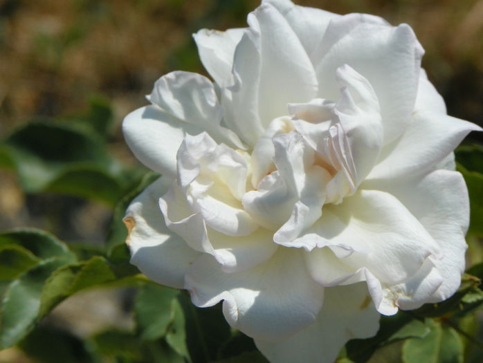 White Meidiland - Trandafiri 2015 2