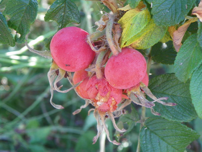 rosa rugosa rubra