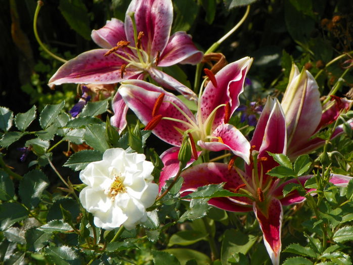 lilium Stargazer - Vara 2015