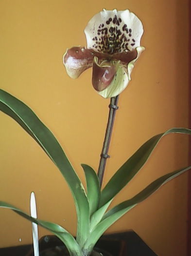 Paphiopedilum - Paphiopedilum