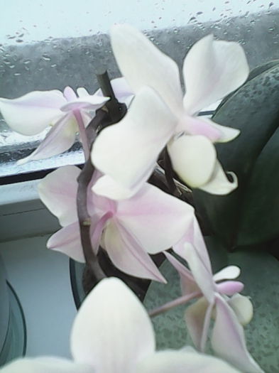 Jiaho"s Pink Girl - orhidee