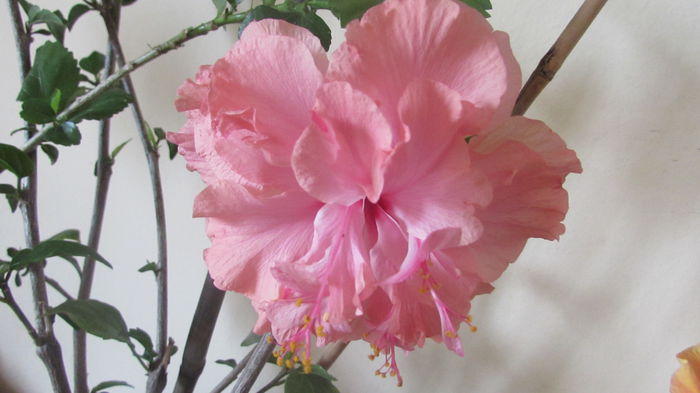 Pride of Hankins ( sport