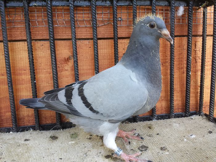 20150816_110520 - E-Amintiri