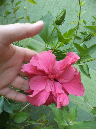 DSC04656 - august 2015