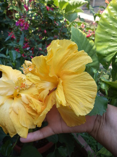 DSC04657 - august 2015