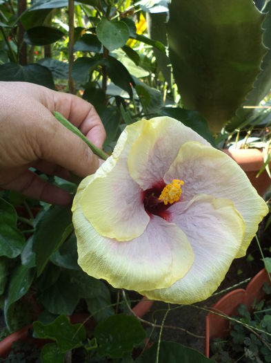 DSC04660 - august 2015