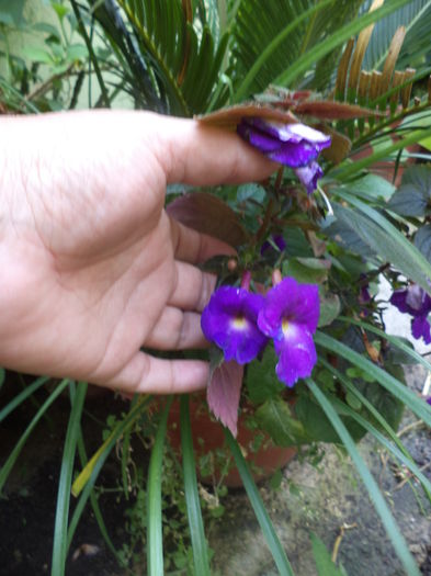 DSC04661 - august 2015