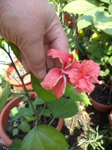 DSC04662 - august 2015