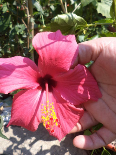 DSC04664 - august 2015