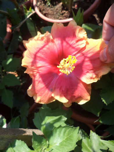 DSC04667 - august 2015