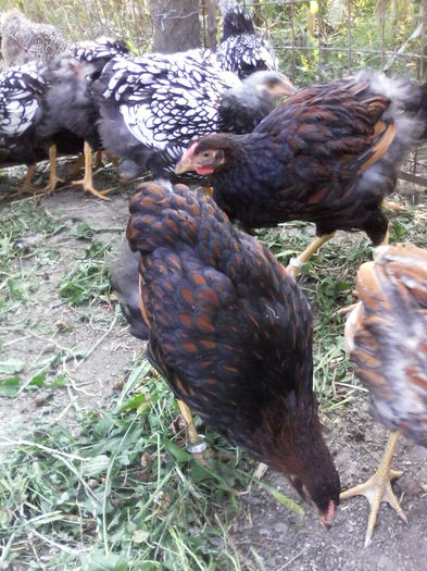 IMG_20150816_090209 - PUI-TINERET 2015