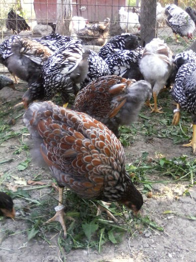 IMG_20150816_090231 - PUI-TINERET 2015