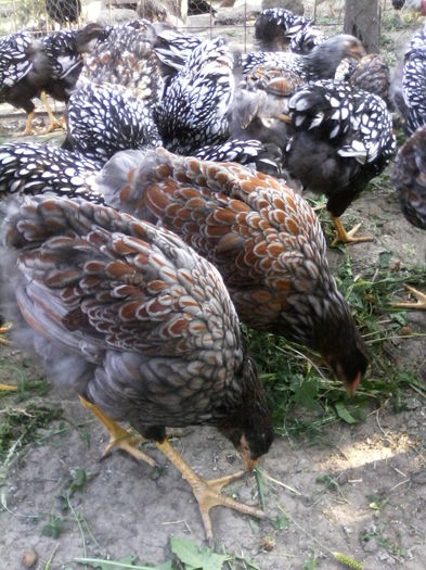 IMG_20150816_090239 - PUI-TINERET 2015