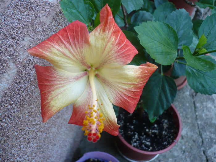 No ID