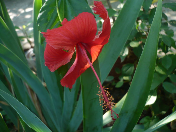 P1230605 - HIBISCUSI 2015-2