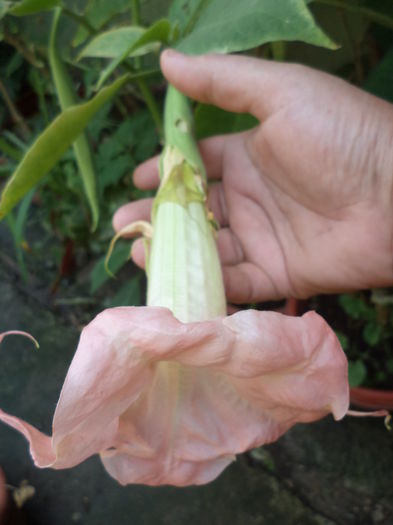 DSC04669 - august 2015