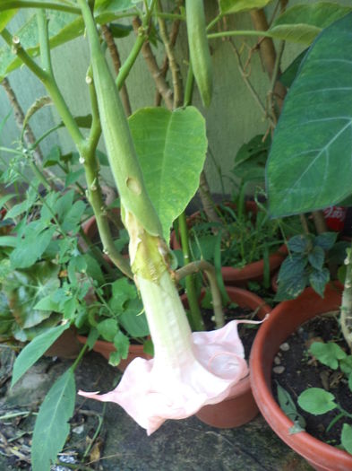 DSC04670 - august 2015