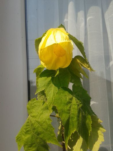 abutilon