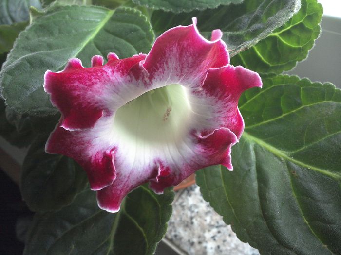 WIN_20150816_143438 - gloxinia