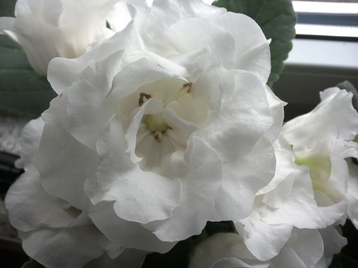 WIN_20150816_143448 - gloxinia