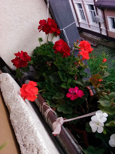 267 - Flori 2015