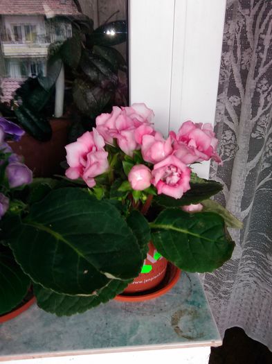 283 - Flori 2015